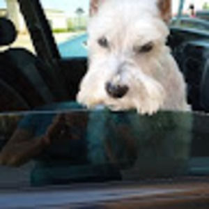 Meet your Posher, Myung